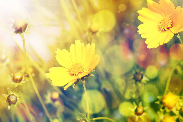 fleurs jaunes sur fond naturel avec soleil - spring close up daisy yellow photos et images de collection