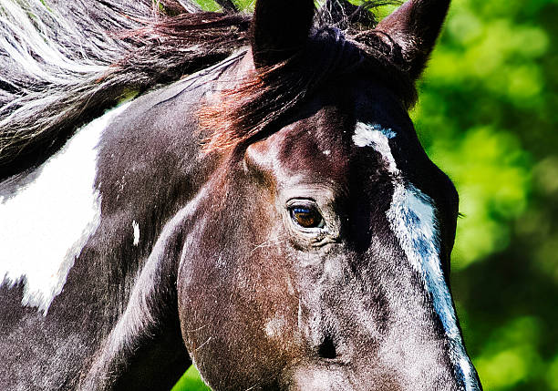 istock beautiful horse running in nature 499982637