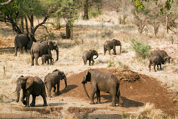 istock African bush elephant in Kruger National park 499982734