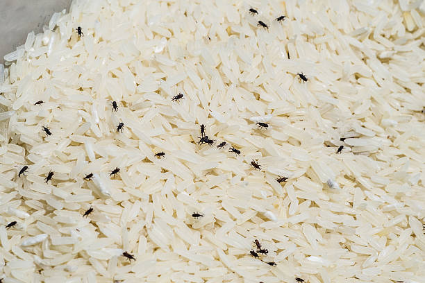 Weevil destroys rice stock photo