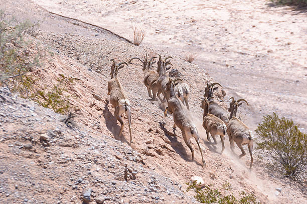 istock Desert Bighorn Sheep Running 499983665