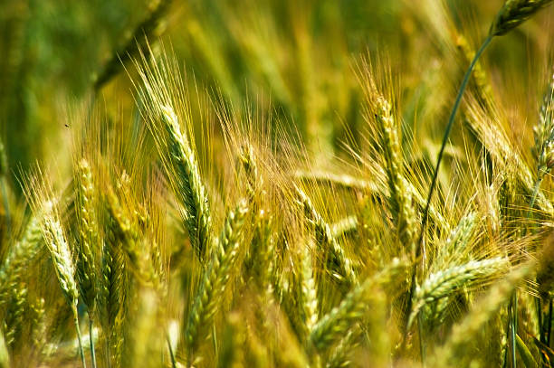 istock Barley in the field, closeup. 499983985