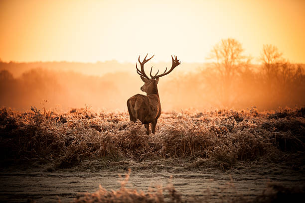 istock Red Deer in Morning Sun. 499984311