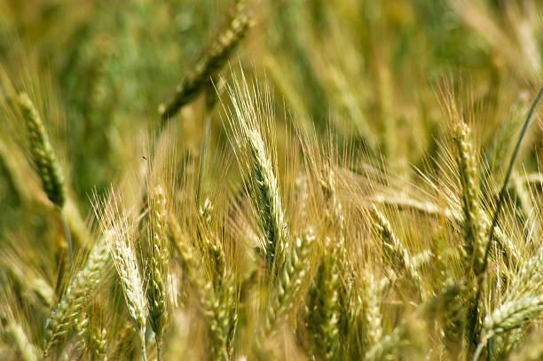 istock Barley in the field, closeup. 499984465