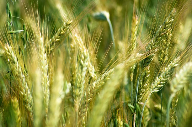 istock Barley in the field, closeup. 499984471