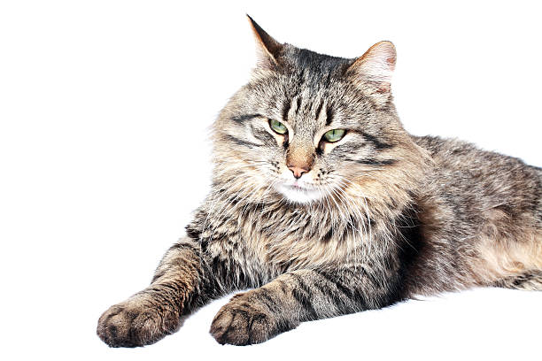 istock furry adult cat 499985001