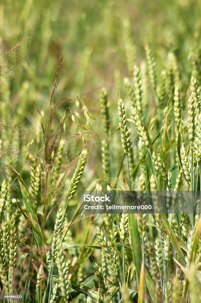 Wheat in the field, closeup. Agricultural Field Stock Photo