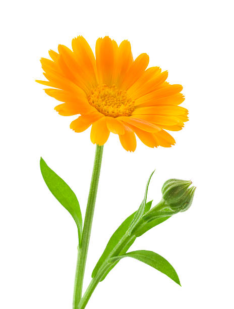 istock Calendula. Marigold flowers with leaves isolated on white 499997521