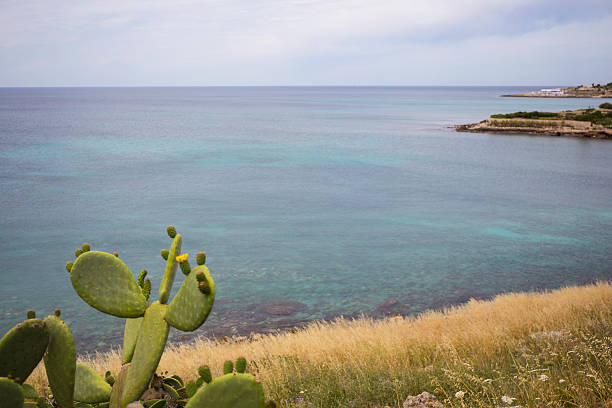 Coast, sea, cliff and Prickly Pear Cactus Flowers and fruits of Prickly Pear Cactus on the southern coast of Italy. The green blades of the prickly pear show the inflorescences of the fruits. In the background there is the Mediterranean sea, the blue sky and the cliff: we are in Salento, Lecce, Italia. fico d'india stock pictures, royalty-free photos & images