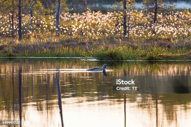 Red Throated Loon Stock Photo - Download Image Now - Adult, Animal, Animal Wildlife