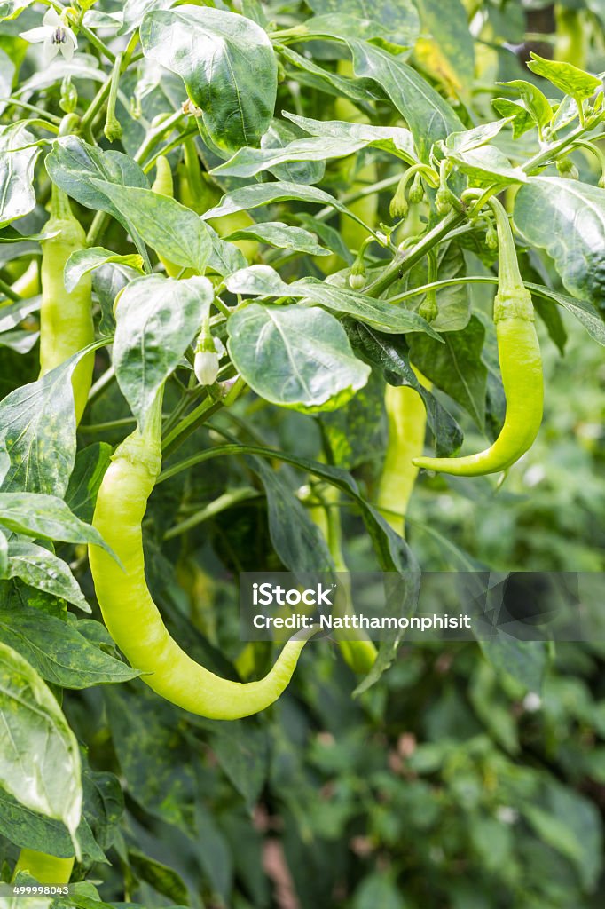 Fresh sweet pepper in the garden for cooking Fresh green sweet pepper in the garden for cooking Agriculture Stock Photo