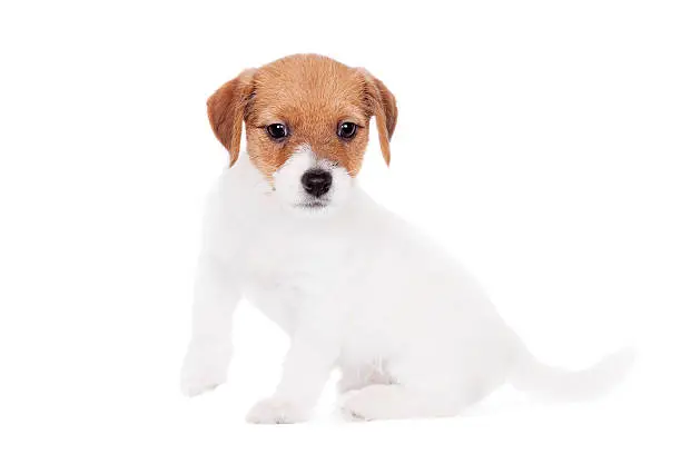 Jack Russell puppy (1,5 month old) isolated on white