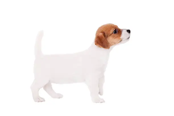 Jack Russell puppy (1,5 month old) isolated on white