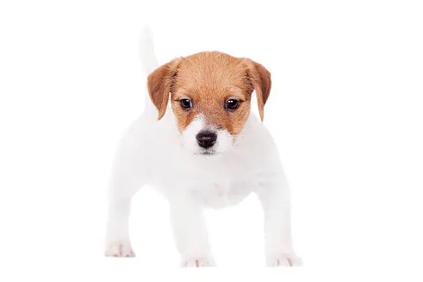 Jack Russell puppy (1,5 month old) isolated on white