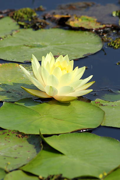 istock Lotus flower in the pond 499998493