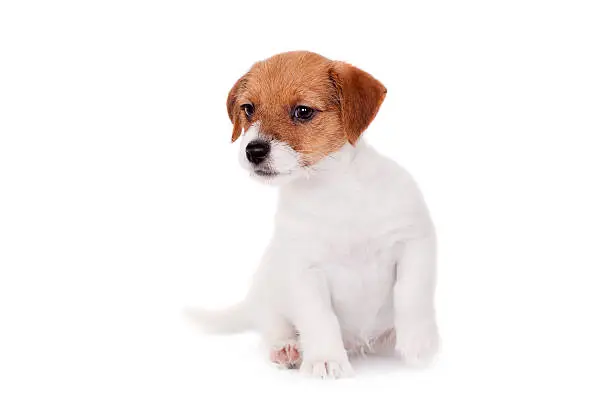 Jack Russell puppy (1,5 month old) isolated on white