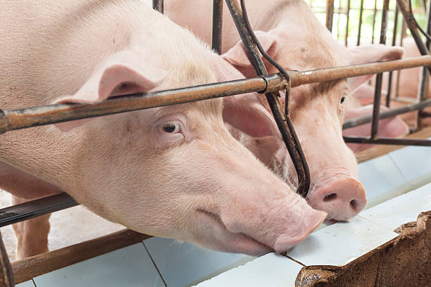 istock Pigs will drink well now. 499999274
