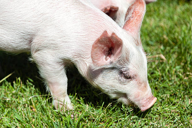 istock Little Piglet Eating Grass 499999447