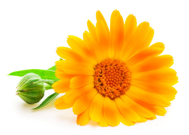 istock Calendula. Marigold flowers with leaves isolated on white 499999607