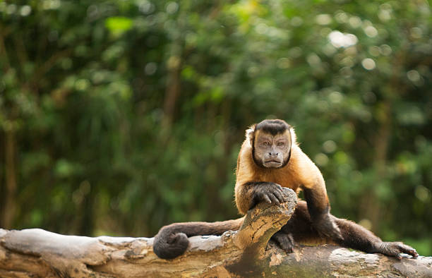 ブラウン capuchin - brown capuchin monkey ストックフォトと画像