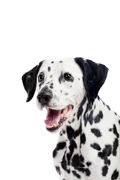 istock Dalmatian dog, isolated on white 499999859