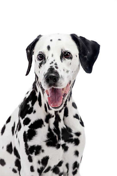 istock Dalmatian dog, isolated on white 499999871