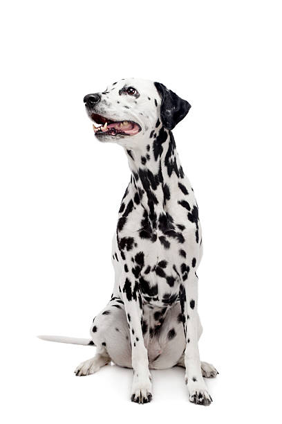 istock Dalmatian dog, isolated on white 499999873