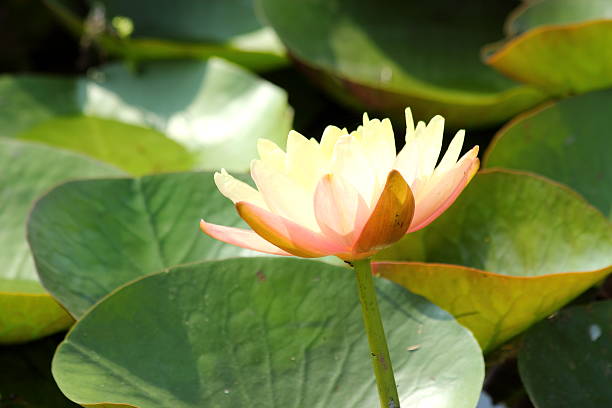 istock Lotus flower in the pond 500000057