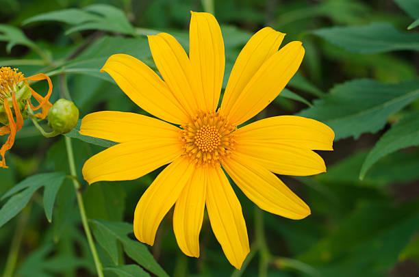 istock Mexican sunflower, Tithonia diversifolia (Hemsl.) 500000108
