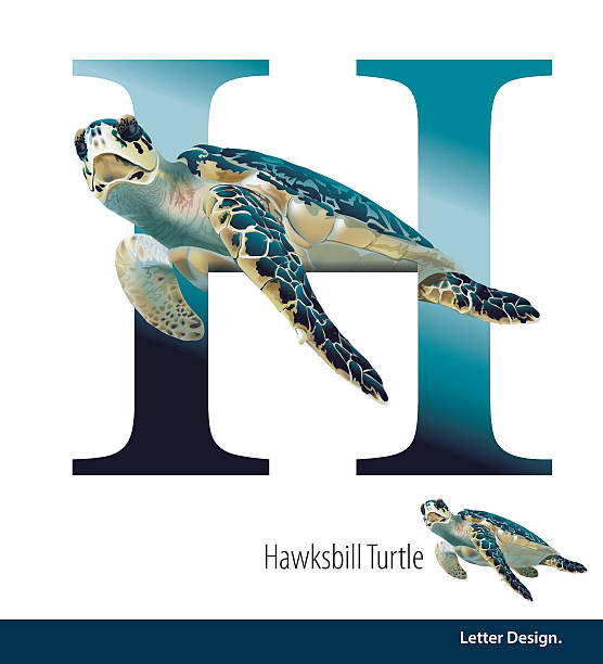 ilustraciones, imágenes clip art, dibujos animados e iconos de stock de ilustración vectorial de letra h para carey turtla alfabeto. - hawksbill turtle