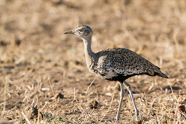 istock Black-bellied bustard in Kruger National park 500000152