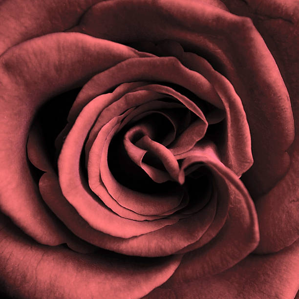istock Close-up view of beatiful pink rose 500000209