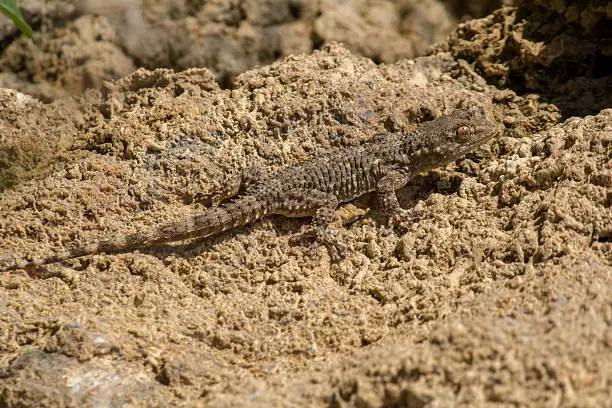 Photo of Gecko