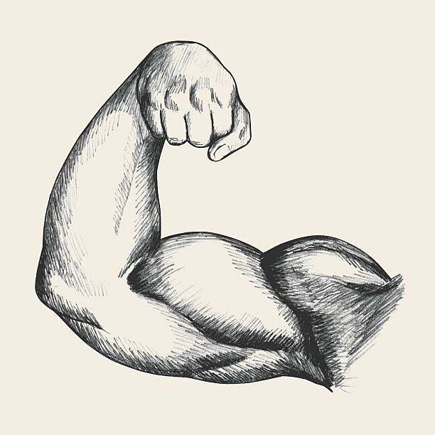 Muscular Human Arm Sketch illustration of muscular human male right arm from front view muscular build illustrations stock illustrations