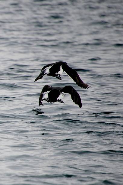 istock Guillemots take off one above the other 500001033