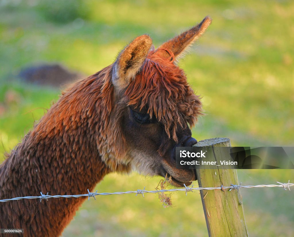 Alpaca (Funny) Scratching His Nose Alpaca scratching its nose on a post, as the evening sun illuminates its ears.  2015 Stock Photo