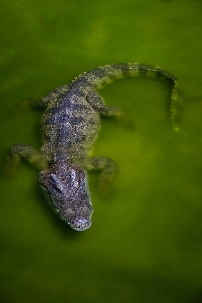 istock Crocodile in swamp 500001737