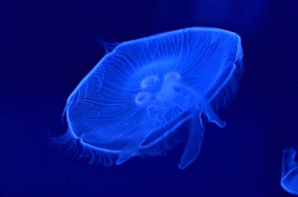 istock underwater image of moon jellyfishes 500001883