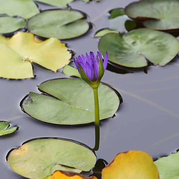 istock purple flower water lily 500002203