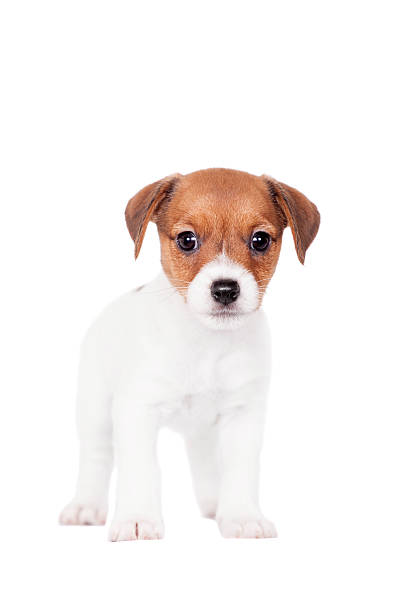 istock Jack Russell puppy (1,5 month old) on white 500002263