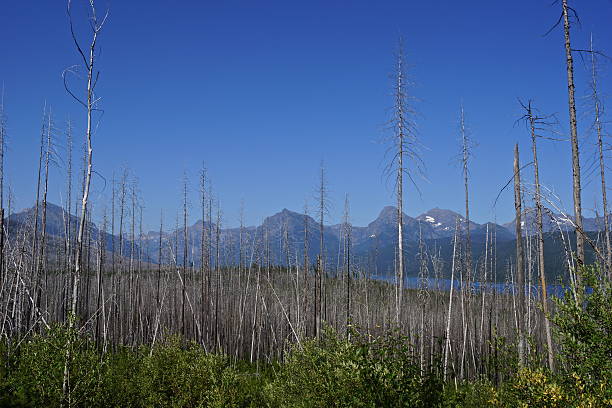 west glacier efeito de fogo - flathead national forest - fotografias e filmes do acervo