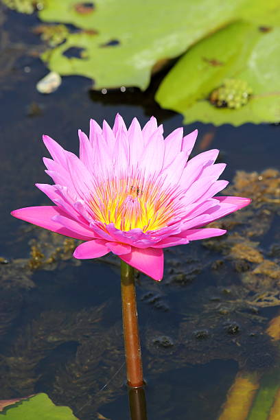 istock Lotus flower in the pond 500002651