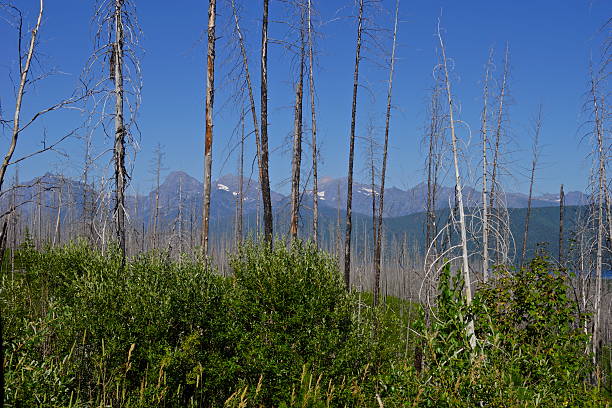 lago mcdonald zona de incêndio - flathead national forest - fotografias e filmes do acervo