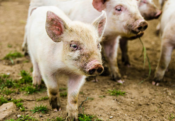 istock Organic piglets with their mother 500002787