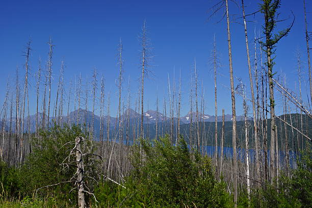 湖マクドナルド垣間見る - flathead national forest ストックフォトと画像