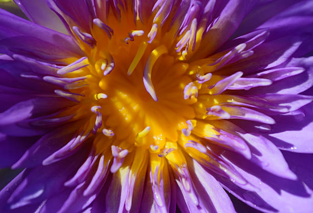 istock Lotus flower and Lotus flower plants 500003064