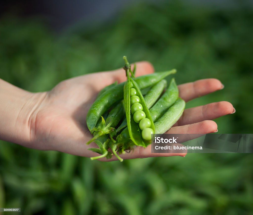 Guisantes frescas - Foto de stock de Vaina de guisante libre de derechos