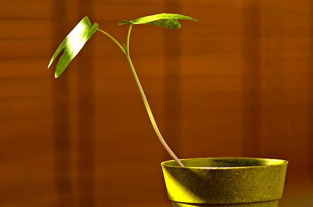 Phototropism. Houseplant growing towards sunlight on a terrace. Selective focus.