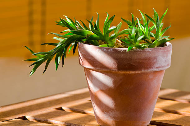 Phototropism. Plant growing towards sunlight. stock photo