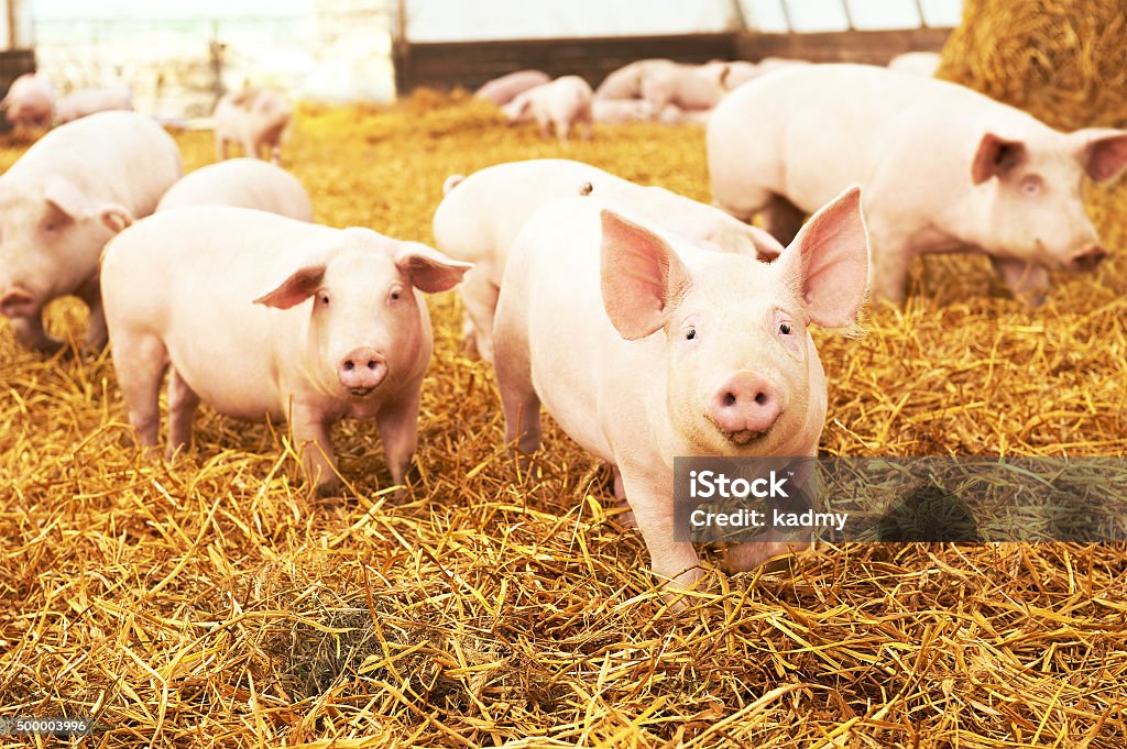 Junge Ferkel auf hay bei Schwein farm - Lizenzfrei Schwein Stock-Foto